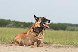 MALINOIS 373